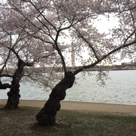Pictured is the Cherry blossoms last year in full bloom along the basin. 