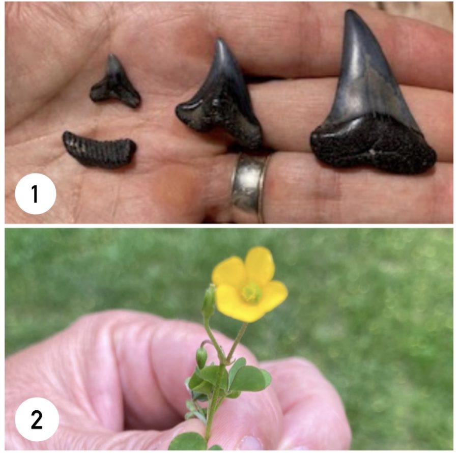 1.) On the bottom is an example of a mako shark tooth. In the middle is a snaggletooth shark tooth. On the top right is a dusky shark tooth and on the top left is a stingray tooth. 
2.) This is a picture of a Slender Yellow Wood Sorrel, notice how its leaf looks like a clovers leaf. 