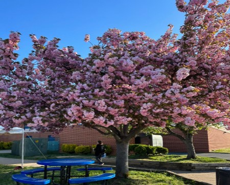 Blossoming tree outside of the cafeteria by the junior lot