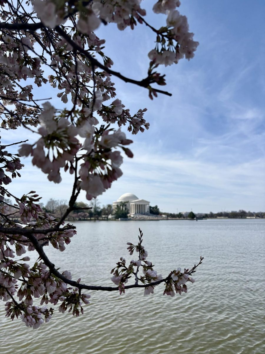  Cherry blossoms reach stage four, at the title basin in Washington DC.
